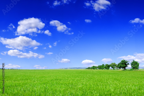 Spring landscape, view of green field and the blue sky