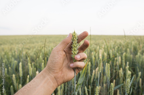 Close-up of man hand touching holding crops, young green wheat ears on a field in sunset. Close up on a beautiful field. Ripening ears wheat. Agriculture. Natural product. photo