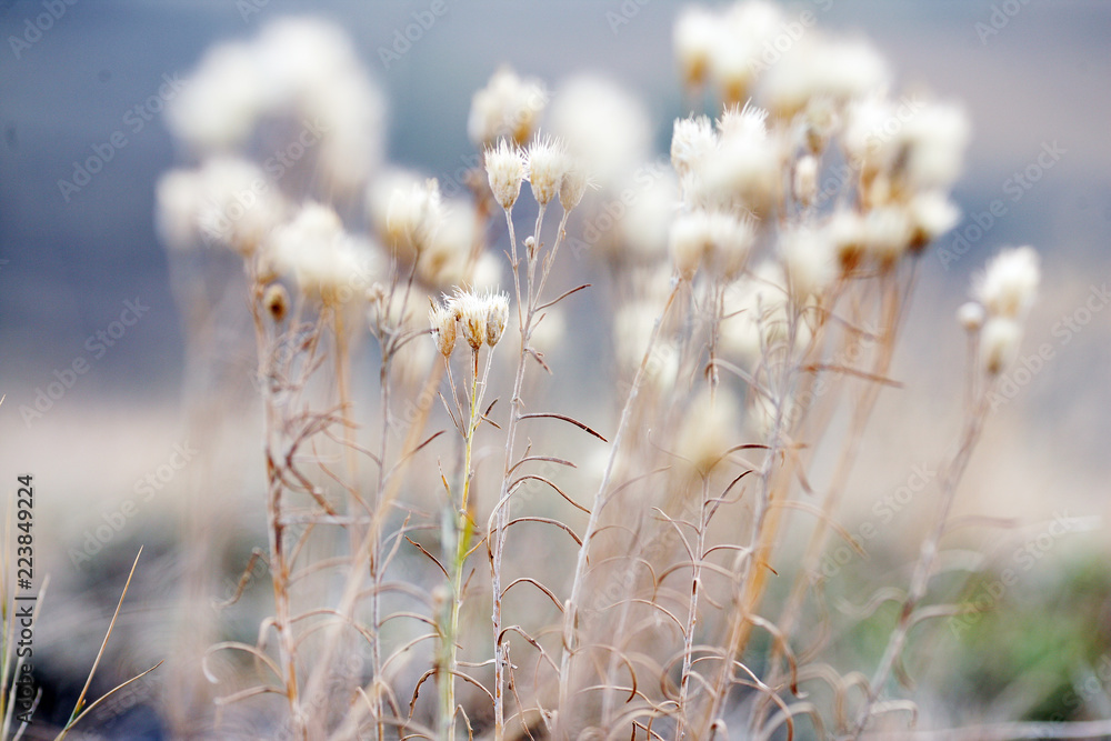 autumn grass in the field in the early morning in the sunlight autumn grass in the field in the early morning in the sunlight