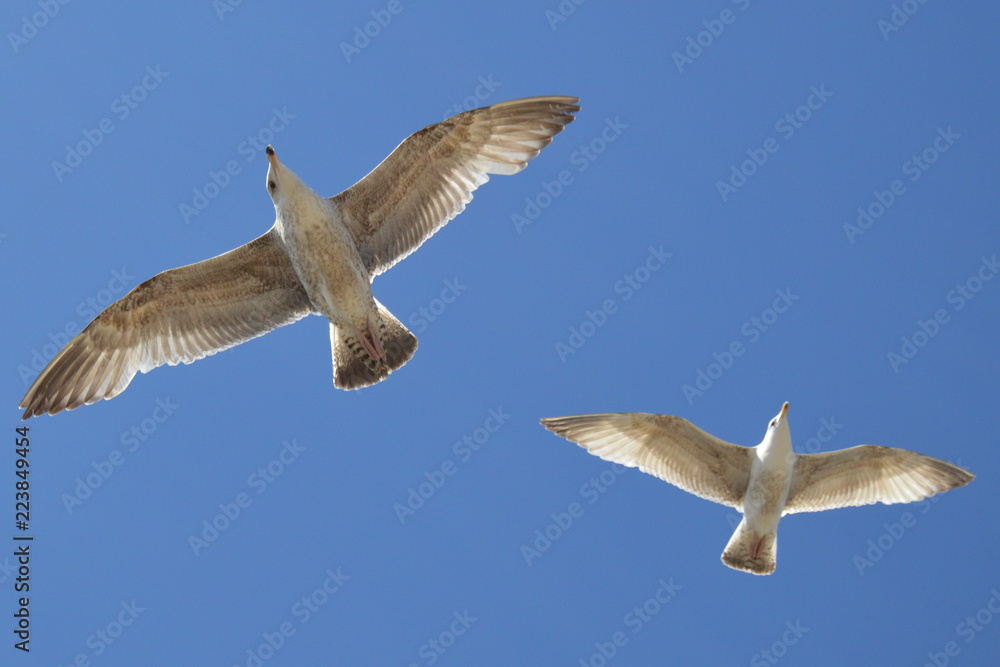 Fototapeta premium 2 birds in flight
