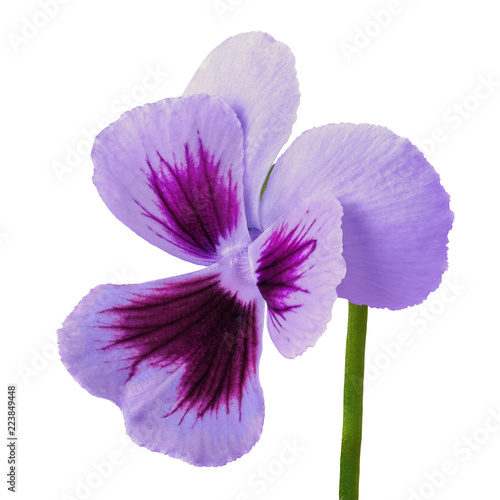 Fototapeta Naklejka Na Ścianę i Meble -  flower violet purple viola isolated on white background. Close-up. Flower bud on a green stem.