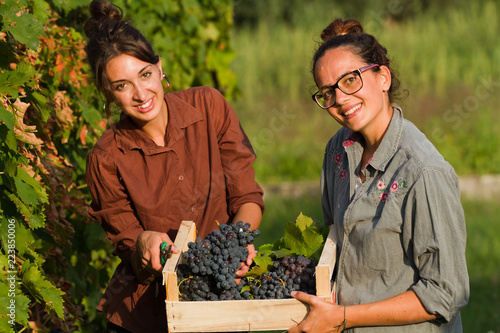 girls cutting the grapes during harvesting time