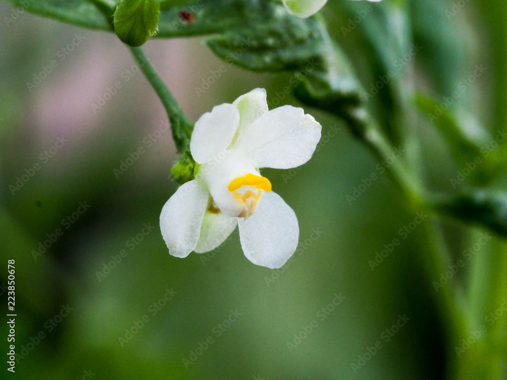 Fototapeta premium OLYMPUS DIGITAL CAMERA
