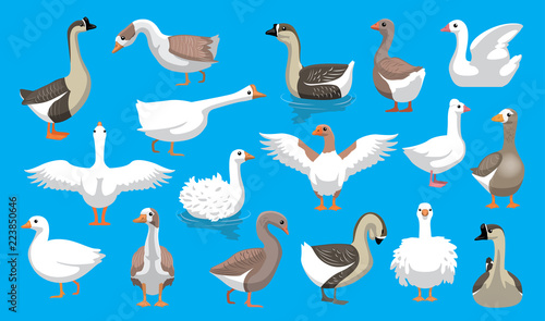 Various Cute Geese Breeds Cartoon Vector Characters