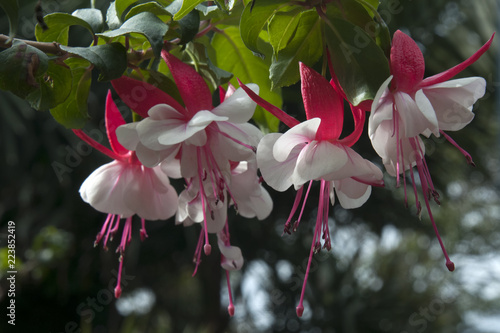 Sydney Australia, white and pink fuchsia flowers hanging from branch