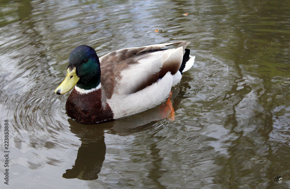 Obraz premium male duck