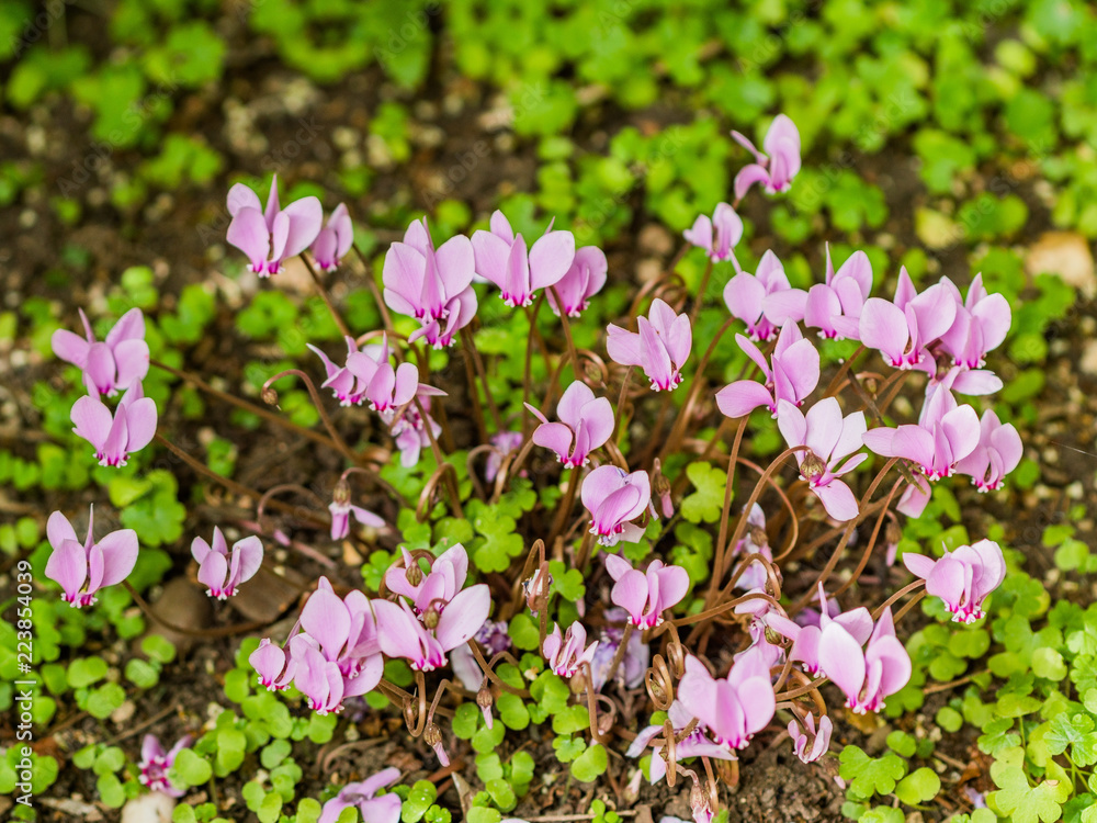 Fototapeta premium spetchley park gardens stately home england uk