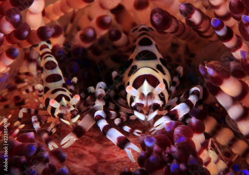 Coleman Shrimp Couple (Periclimenes colemani) on a Fire Urchin. Anilao, Philippines photo