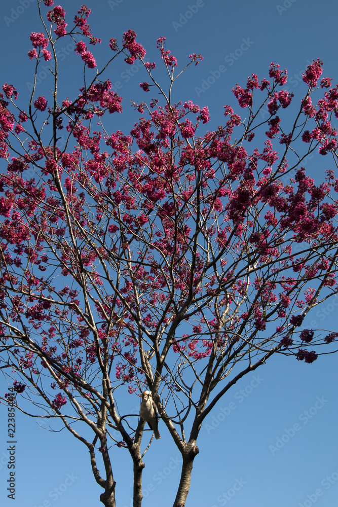 Sydney Australia, Kookaburra sitting in a flowering quince tree in bloom Sydney Australia, Kookaburra sitting in a flowering quince tree in bloom