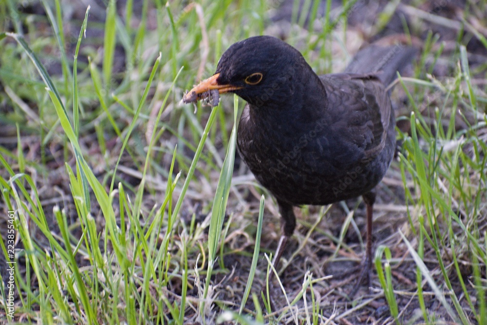 Common blackbird - Turdus merula Common blackbird - Turdus merula