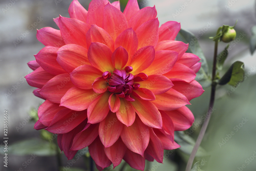 Fototapeta premium Beautiful dahlia bud