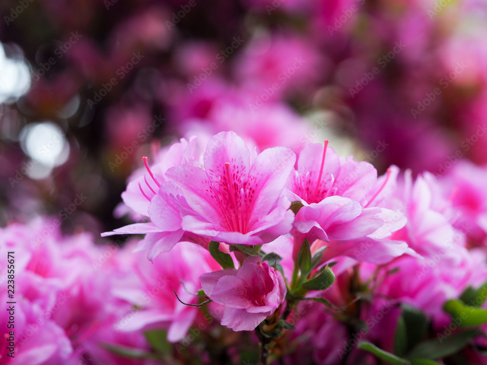 Obraz premium OLYMPUS DIGITAL CAMERA