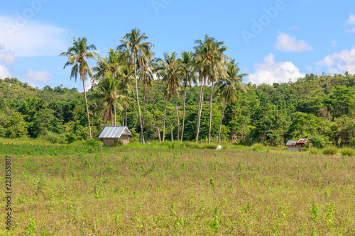Wallpaper Mural Farm In Bohol, Philippines Torontodigital.ca