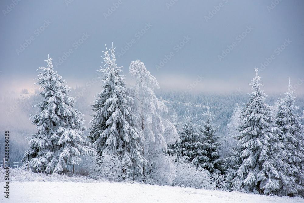 Naklejka premium Fairy snowy winter Christmas landscape