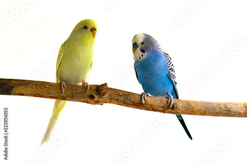 Two wavy parrots sit on a branch isolated on a white background. Birds