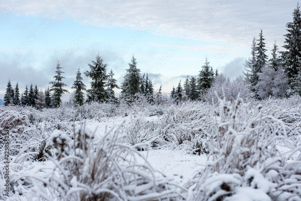 Winter trees covered with hoarfrost