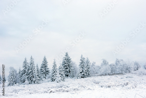Fairy snowy winter Christmas landscape © salajean