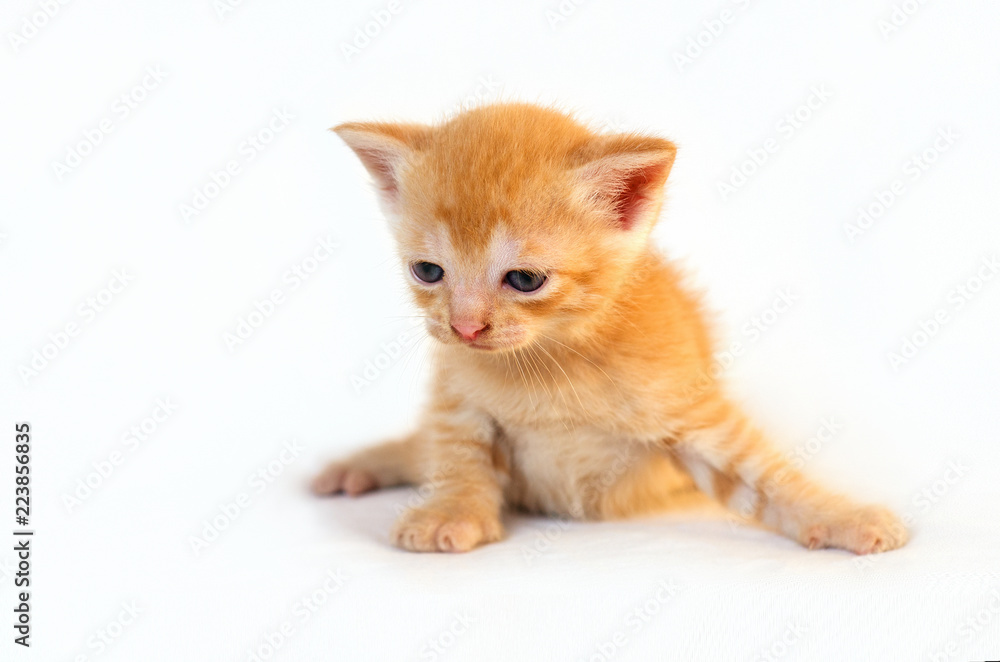 A small red kitten sits