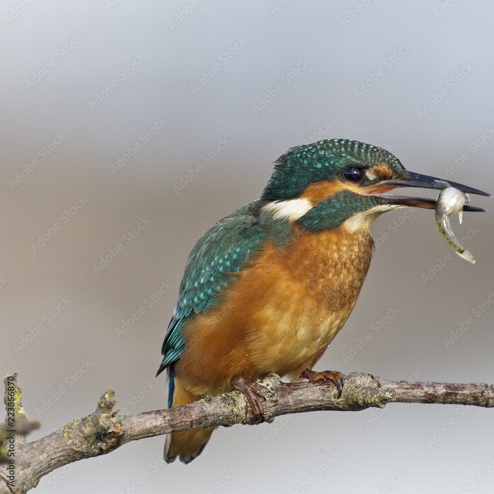 Common Kingfisher, (Alcedo atthis), male perched with fish, Snettisham RSPB Reserve, Norfolk, England, UK. Common Kingfisher, (Alcedo atthis), male perched with fish, Snettisham RSPB Reserve, Norfolk, England, UK.