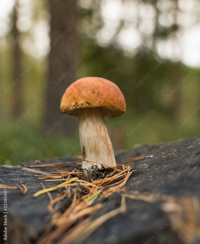 Beautiful boletus edulis mushroom standing on a black stump in the forest. Beautiful boletus edulis mushroom standing on a black stump in the forest.