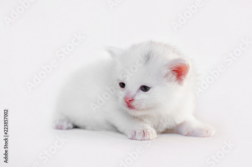 White kitten on white