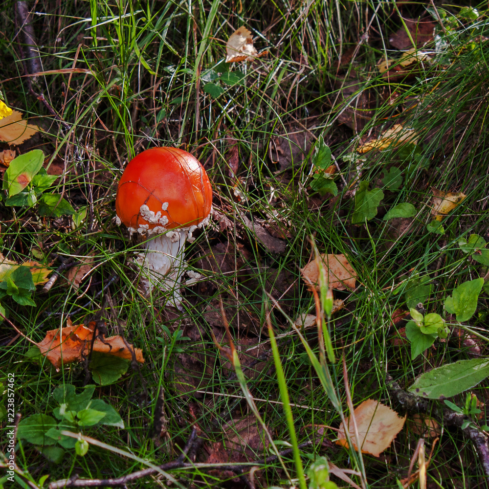 mushroom with red cap in the grass and leaves mushroom with red cap in the grass and leaves
