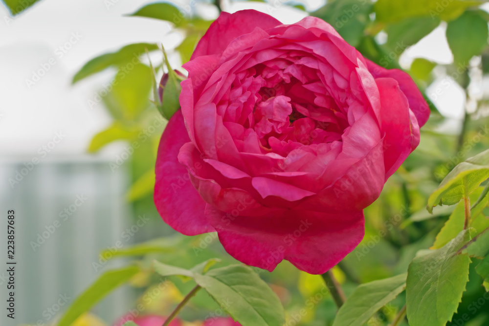 Red rose "Benjamin Britten" of nursery David Austin, England. Close-up.  Flowers of soft red tone