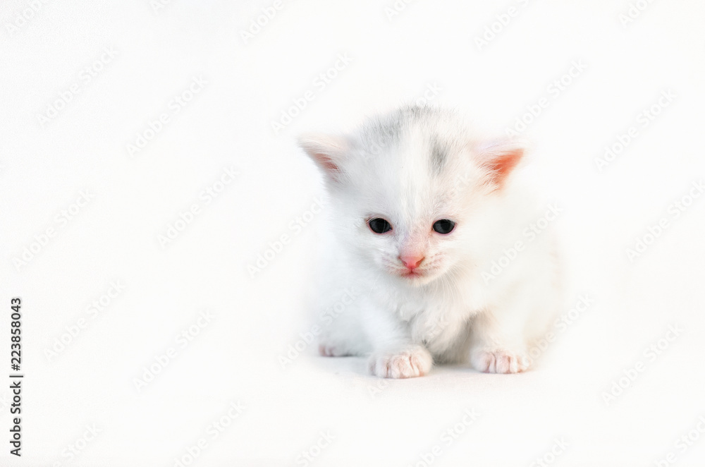 White kitten sits saddened