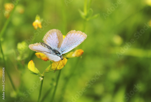 Butterfly on a flower © vav63