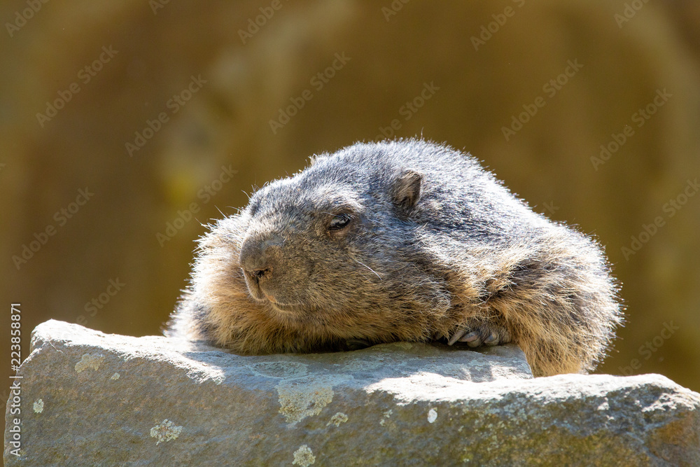 Close-up portrait of a relaxed alpine marmot on a rock in warm sunlight. Close-up portrait of a relaxed alpine marmot on a rock in warm sunlight.
