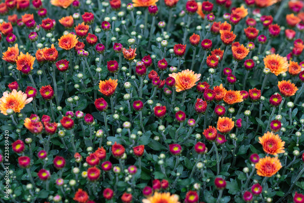 Beautiful red Chrysanthemum flowers on a flower bed. Natural carpet in the garden. Colorful floral decorative background or backdrop