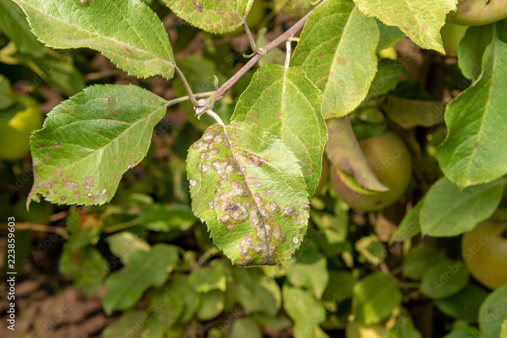 custom made wallpaper toronto digitalParasitic defeat of the apple bush and flowers close-up. The concept of protecting an apple garden from pests