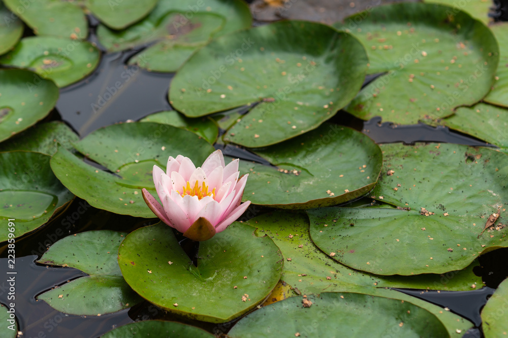 Pink water lily flower Pink water lily flower