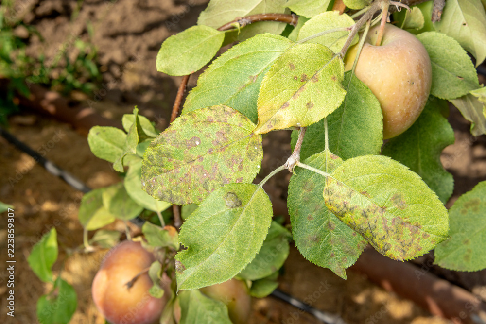 Obraz premium Parasitic defeat of the apple bush and flowers close-up. The concept of protecting an apple garden from pests