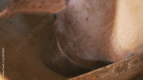 Close up of Organic pig eating grain grist on the farm