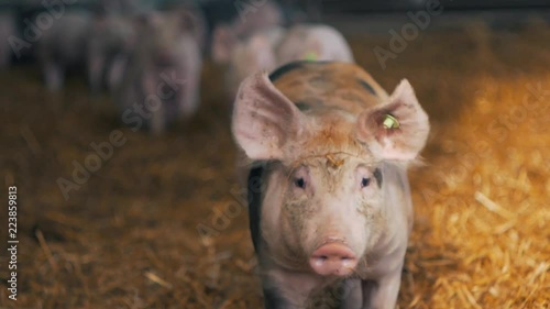 Organic pigs walking in hay on the farm in the sun