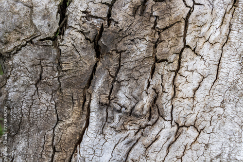 Close-up of a cracked dead tree trunk surface, texture background