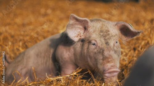 Organic pig lying in hay on the farm in the sun