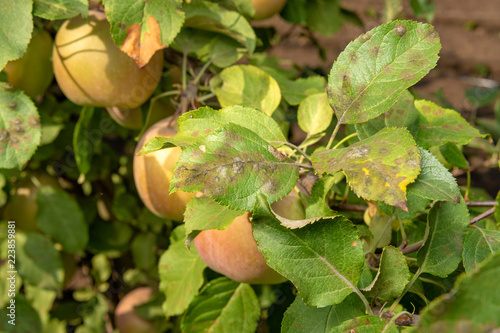 Disease of leaves and branches of apple trees close-up of damage to rot and parasites. The concept of protecting the garden