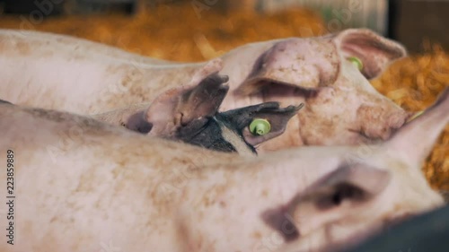 Organic pigs on the farm in the sun