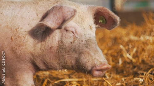 Organic pig on the farm in the sun