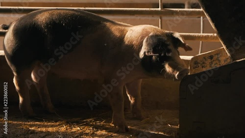 Organic pigs eating grain grist on the farm