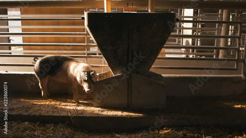 Organic pigs eating grain grist on the farm