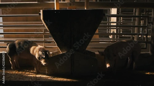Organic pigs eating grain grist on the farm