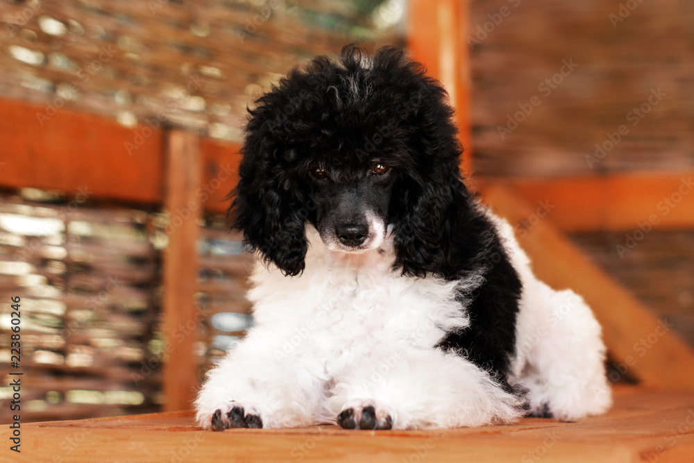 Harlequin hot sale standard poodle