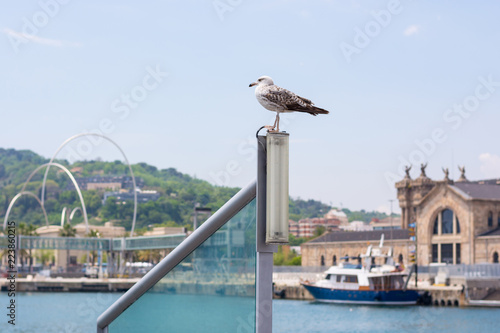 Seagull in the Port of Barcelona in front of an ancient customs building, an architectural monument