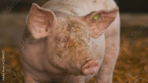 Organic pig on the farm in the sun