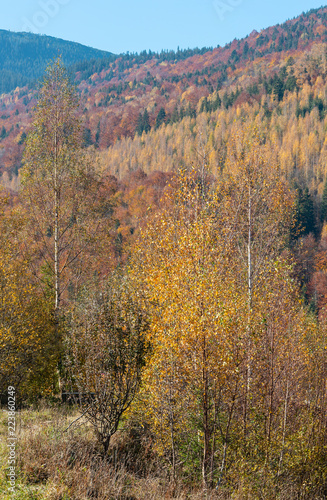 Fototapeta Naklejka Na Ścianę i Meble -  Autumn Carpathians (Ukraine).
