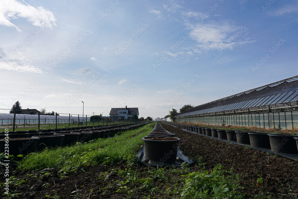 a farm in summer with blue sky