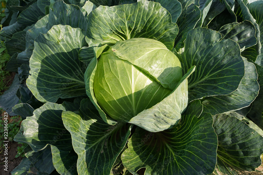 Obraz premium cabbage isolated on a field, closeup